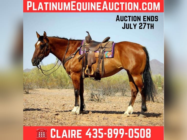 Quarter horse américain Hongre 11 Ans 152 cm Isabelle in Marana AZ