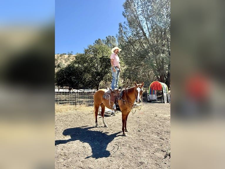 Quarter horse américain Hongre 11 Ans 152 cm Isabelle in Paicines CA