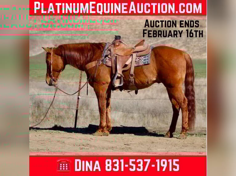 Quarter horse américain Hongre 11 Ans 152 cm Isabelle in Paicines CA