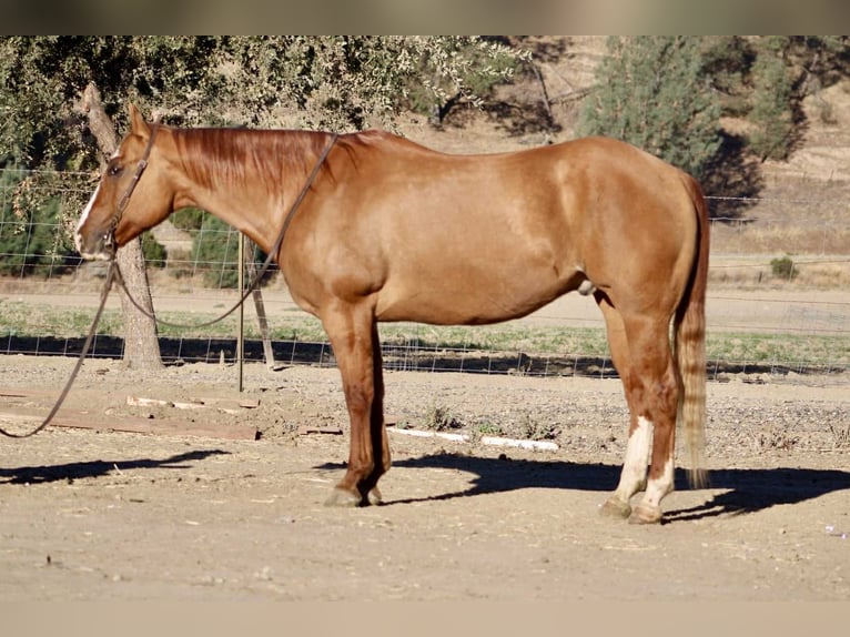 Quarter horse américain Hongre 11 Ans 152 cm Isabelle in Paicines CA