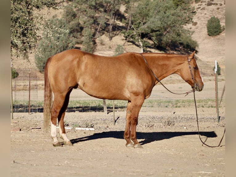 Quarter horse américain Hongre 11 Ans 152 cm Isabelle in Paicines CA