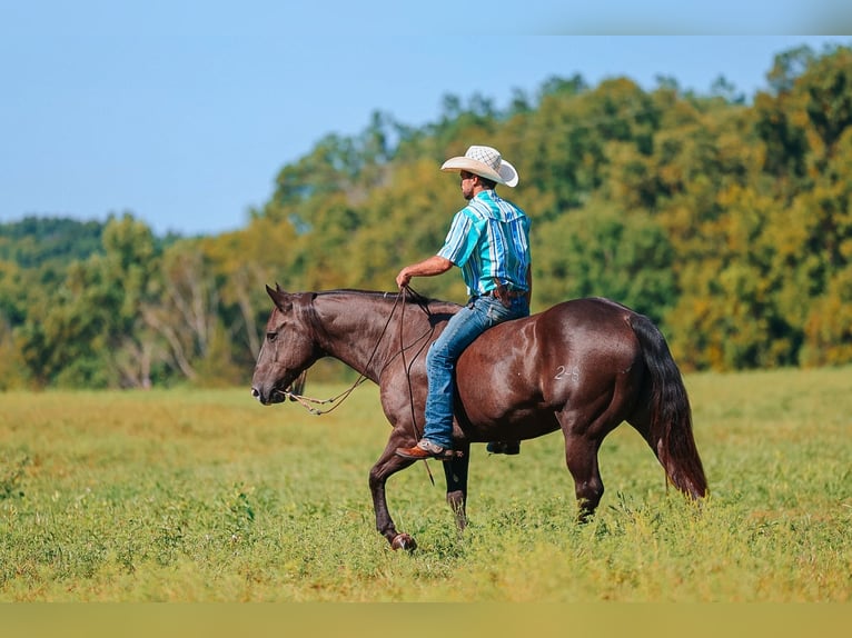 Quarter horse américain Hongre 11 Ans 152 cm Noir in Lyles