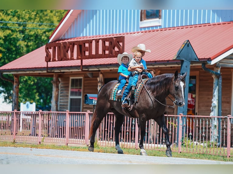 Quarter horse américain Hongre 11 Ans 152 cm Noir in Lyles