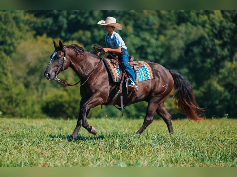 Quarter horse américain Hongre 11 Ans 152 cm Noir in Lyles