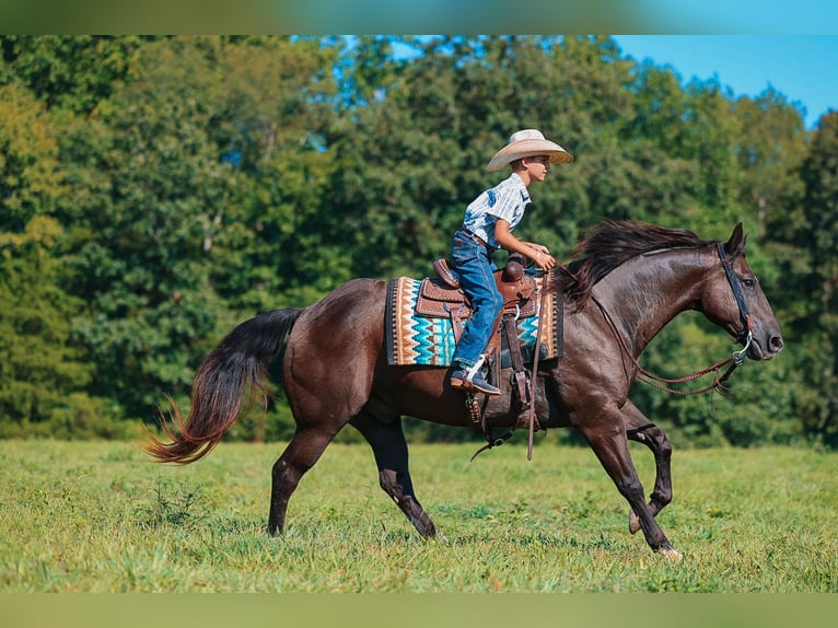 Quarter horse américain Hongre 11 Ans 152 cm Noir in Lyles