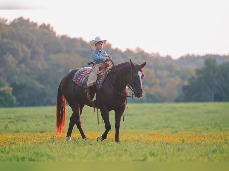 Quarter horse américain Hongre 11 Ans 152 cm Noir in Lyles