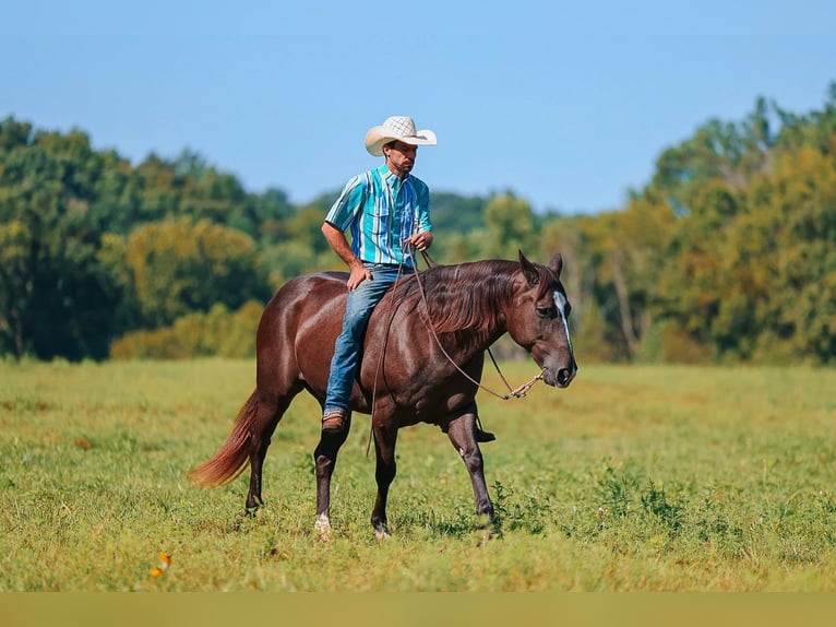 Quarter horse américain Hongre 11 Ans 152 cm Noir in Lyles