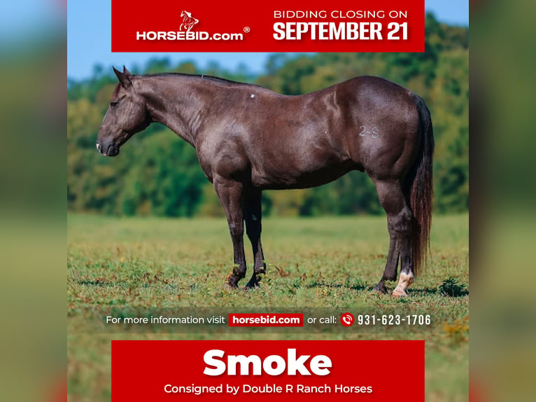 Quarter horse américain Hongre 11 Ans 152 cm Noir in Lyles