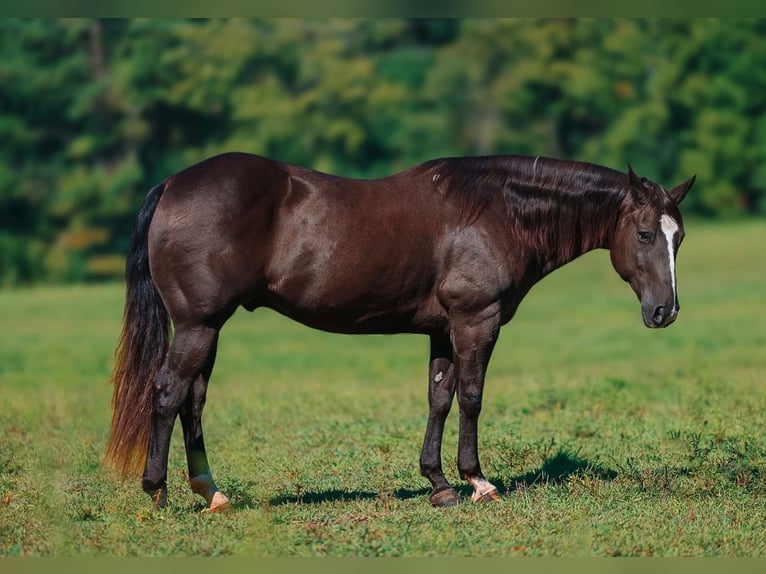 Quarter horse américain Hongre 11 Ans 152 cm Noir in Lyles