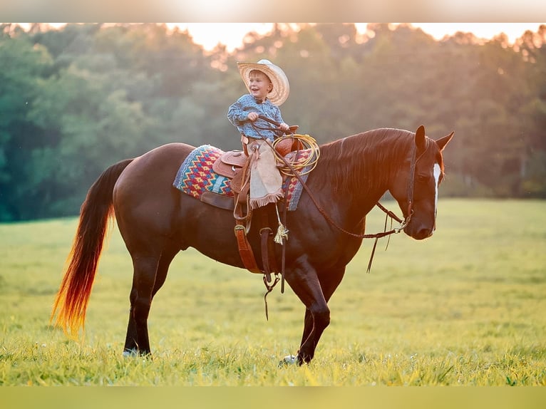 Quarter horse américain Hongre 11 Ans 152 cm Noir in Lyles