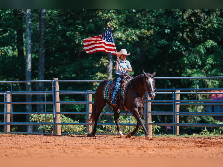 Quarter horse américain Hongre 11 Ans 152 cm Noir in Lyles