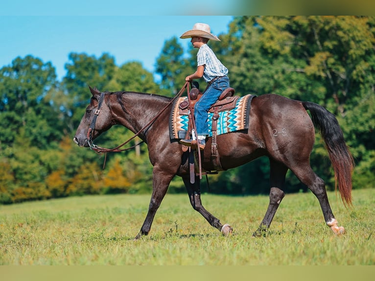 Quarter horse américain Hongre 11 Ans 152 cm Noir in Lyles