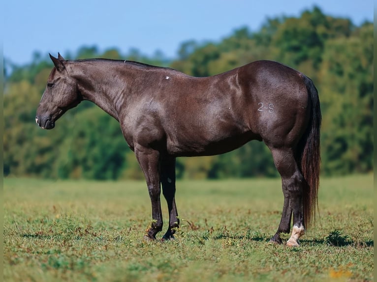 Quarter horse américain Hongre 11 Ans 152 cm Noir in Lyles