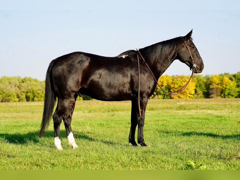 Quarter horse américain Hongre 11 Ans 152 cm Noir in Valley Springs