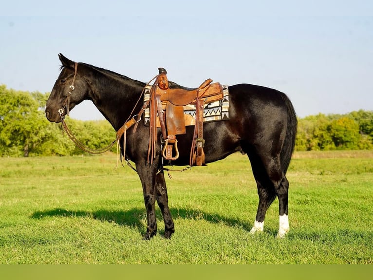 Quarter horse américain Hongre 11 Ans 152 cm Noir in Valley Springs