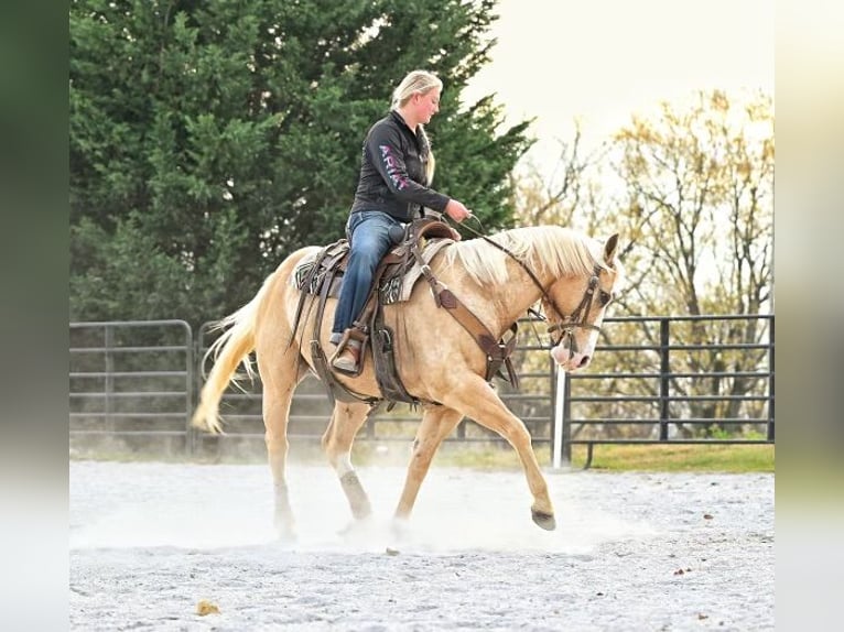 Quarter horse américain Hongre 11 Ans 152 cm Palomino in Pacific, MO