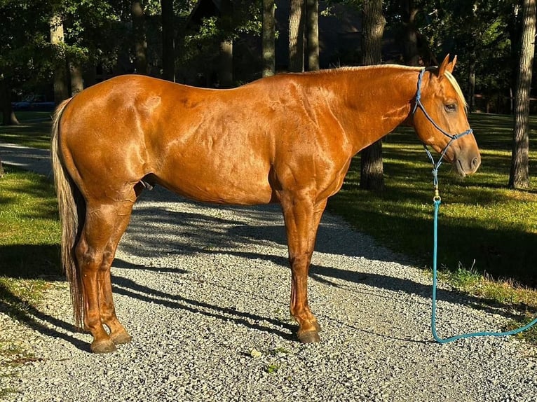 Quarter horse américain Hongre 11 Ans 152 cm Palomino in Muncie