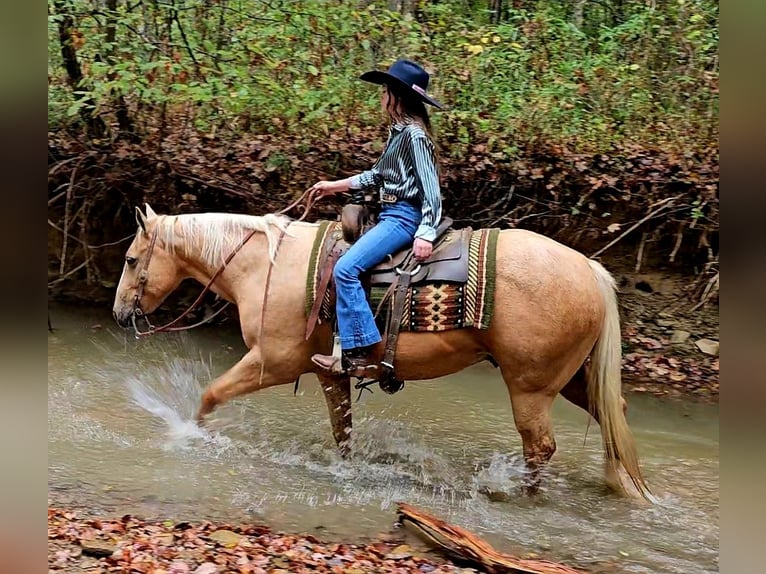 Quarter horse américain Hongre 11 Ans 152 cm Palomino in Robards
