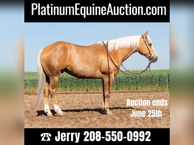 Quarter horse américain Hongre 11 Ans 152 cm Palomino in Caldwell ID