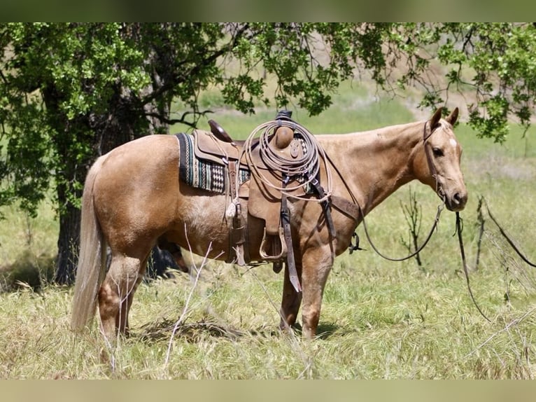 Quarter horse américain Hongre 11 Ans 152 cm Palomino in Paicines CA
