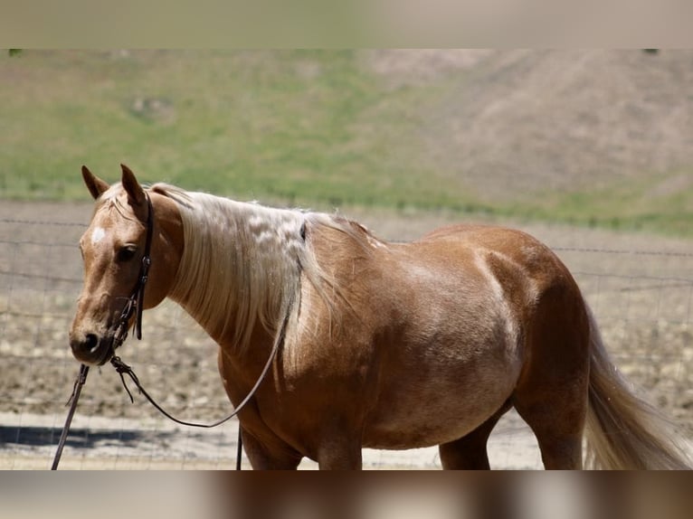 Quarter horse américain Hongre 11 Ans 152 cm Palomino in Paicines CA