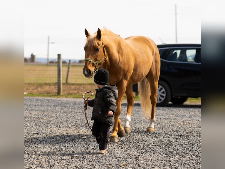 Quarter horse américain Hongre 11 Ans 152 cm  in Rebersburg