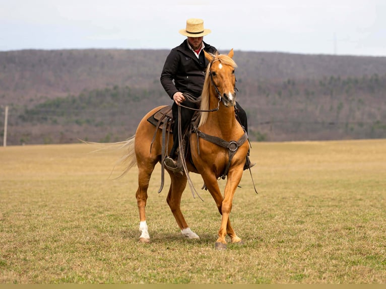 Quarter horse américain Hongre 11 Ans 152 cm  in Rebersburg