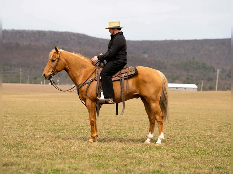 Quarter horse américain Hongre 11 Ans 152 cm  in Rebersburg
