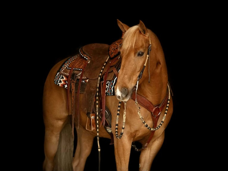 Quarter horse américain Hongre 11 Ans 152 cm  in Rebersburg