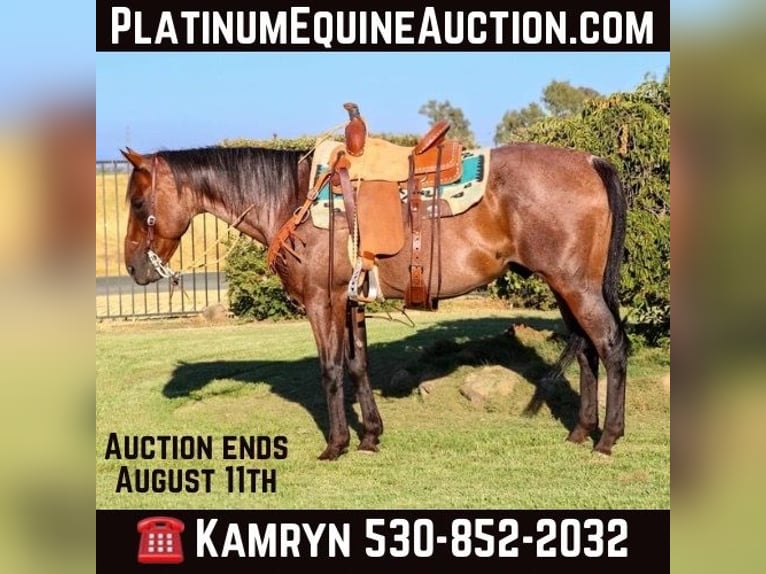 Quarter horse américain Hongre 11 Ans 152 cm Roan-Bay in Pleasant Grove CA