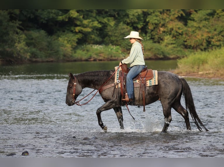 Quarter horse américain Hongre 11 Ans 152 cm Rouan Bleu in Clarion