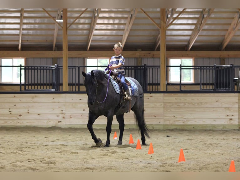 Quarter horse américain Hongre 11 Ans 152 cm Rouan Bleu in Clarion