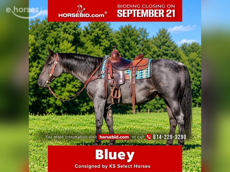 Quarter horse américain Hongre 11 Ans 152 cm Rouan Bleu in Clarion