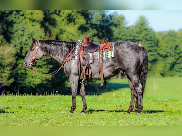 Quarter horse américain Hongre 11 Ans 152 cm Rouan Bleu in Clarion