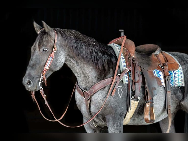 Quarter horse américain Hongre 11 Ans 152 cm Rouan Bleu in Clarion