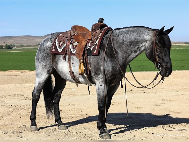 Quarter horse américain Hongre 11 Ans 152 cm Rouan Bleu in Purdy