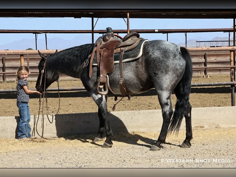 Quarter horse américain Hongre 11 Ans 152 cm Rouan Bleu in Purdy