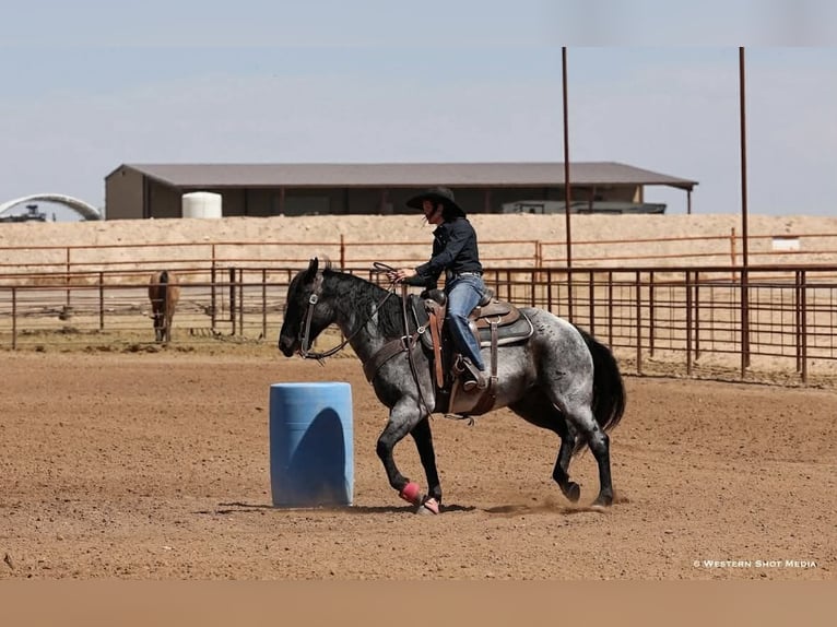 Quarter horse américain Hongre 11 Ans 152 cm Rouan Bleu in Purdy