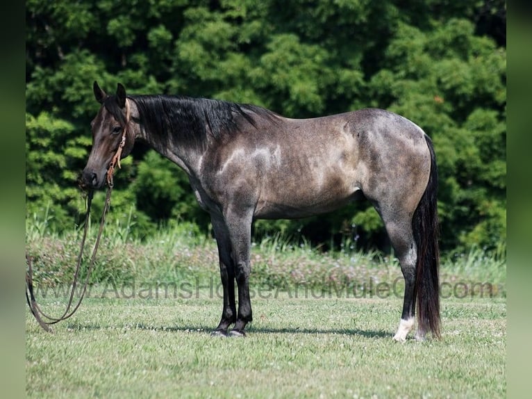 Quarter horse américain Hongre 11 Ans 152 cm Rouan Bleu in Mount Vernon