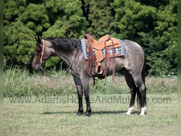 Quarter horse américain Hongre 11 Ans 152 cm Rouan Bleu in Mount Vernon