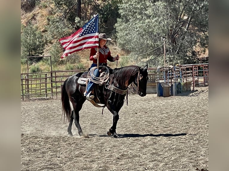 Quarter horse américain Hongre 11 Ans 152 cm Rouan Bleu in Paicines, CA