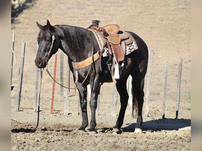 Quarter horse américain Hongre 11 Ans 152 cm Rouan Bleu in Paicines CA