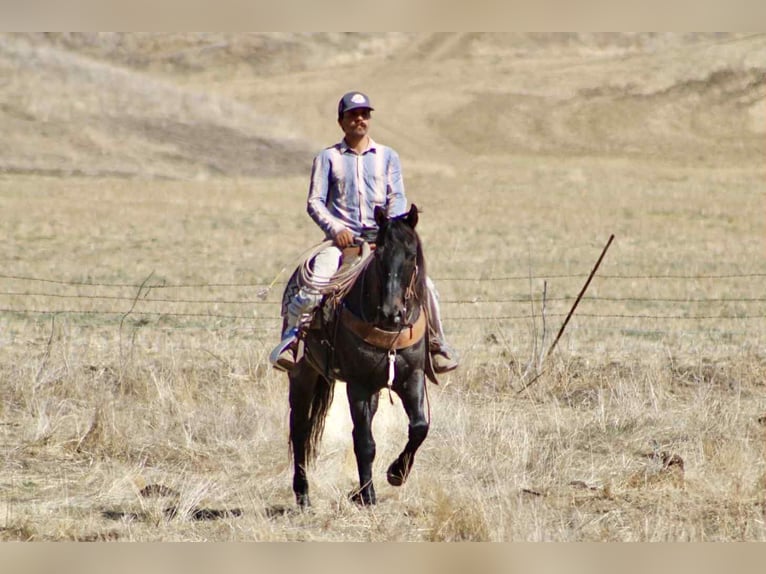 Quarter horse américain Hongre 11 Ans 152 cm Rouan Bleu in Paicines CA