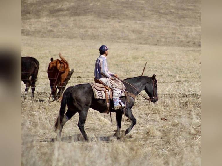 Quarter horse américain Hongre 11 Ans 152 cm Rouan Bleu in Paicines CA