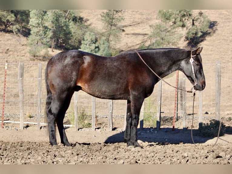 Quarter horse américain Hongre 11 Ans 152 cm Rouan Bleu in Paicines CA