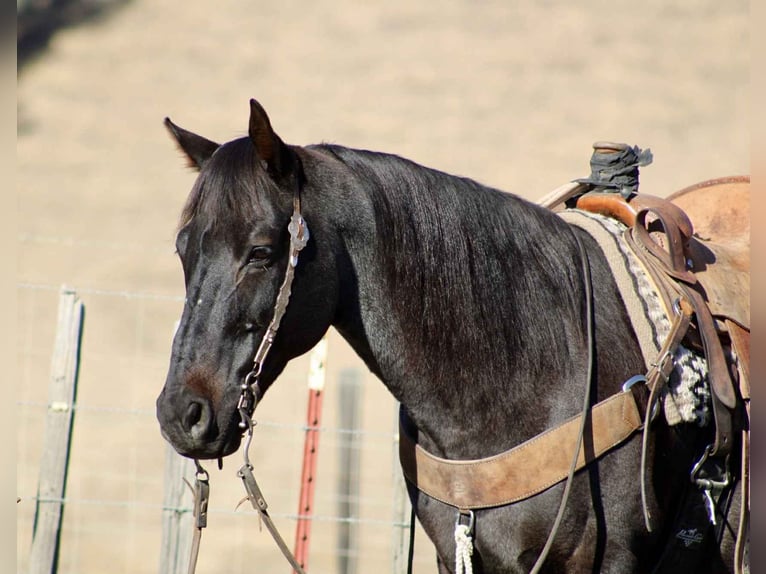 Quarter horse américain Hongre 11 Ans 152 cm Rouan Bleu in Paicines CA