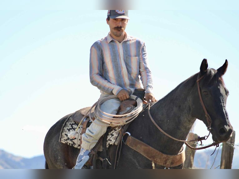 Quarter horse américain Hongre 11 Ans 152 cm Rouan Bleu in Paicines CA