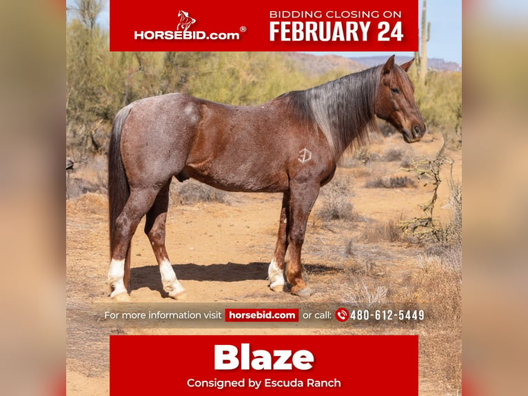 Quarter horse américain Hongre 11 Ans 152 cm Rouan Rouge in New River, AZ