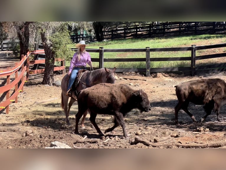 Quarter horse américain Hongre 11 Ans 152 cm Rouan Rouge in Murrietta, CA