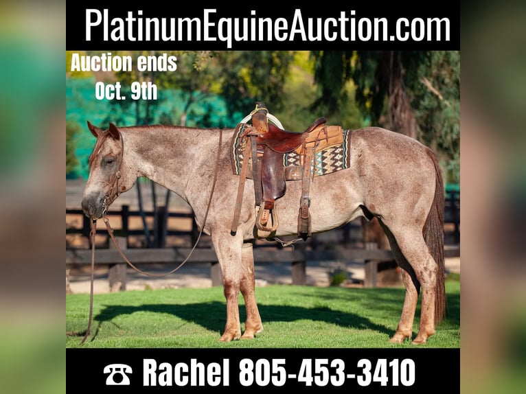 Quarter horse américain Hongre 11 Ans 152 cm Rouan Rouge in Murrietta, CA